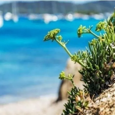 Lavandou Plage 8 *